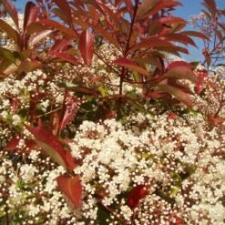 Photinia 'Red Robin' -Bloom And Harvest redrobin3