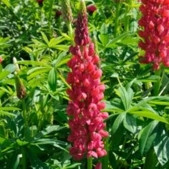 Lupin West Country Red Rum -Bloom And Harvest redrum 1
