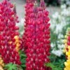 Lupin West Country Red Rum -Bloom And Harvest redrum 2 1
