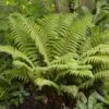Tassel Fern | Polystichum Polyblepharum -Bloom And Harvest rera05924v2
