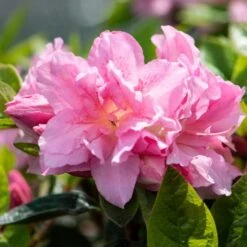 Best Flowering Shrubs -Bloom And Harvest rhodo2