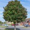 Mountain Ash Rowan Tree | Sorbus Aucuparia -Bloom And Harvest rowan 1