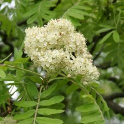 Multi-Stem Mountain Ash Rowan Tree | Sorbus Aucuparia 9 Multi-Stem Mountain Ash Rowan Tree | Sorbus Aucuparia -Bloom And Harvest rowanmultistem 3