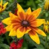 Rudbeckia 'Sunbeckia Mia' -Bloom And Harvest rudbeckiaSM 1 22635f6e b6ce 4b31 849e 4483086219f2
