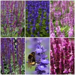 Spectacular Salvia Collection -Bloom And Harvest salviacol 1
