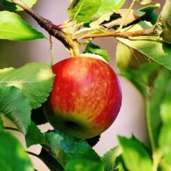 Best Apple Trees For Any Purpose | Growers' Choice -Bloom And Harvest scrumptiousapple b3f96318 f1b6 418c 9d63 d2d1a806f6cb