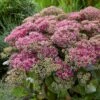 Sedum 'Class Act' 1 Sedum 'Class Act' -Bloom And Harvest sedumCA 1 9f935fe5 7f7d 4cce 9672 f0555ac51255