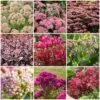Ultimate Sedum Collection -Bloom And Harvest sedumcollection 1 331e32bd 5c38 4275 8e66 079ad3776041