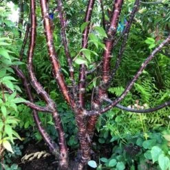 Multi Stem Tibetan Cherry Tree | Prunus Serrula 9 Multi Stem Tibetan Cherry Tree | Prunus Serrula -Bloom And Harvest serrula multstem