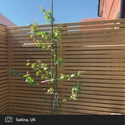 Silver Birch Tree | Betula Pendula -Bloom And Harvest silver birch ugc