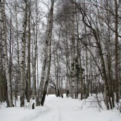 Silver Birch Tree | Betula Pendula -Bloom And Harvest silverbirch3