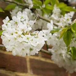 Sunburst Cherry Tree -Bloom And Harvest sunburstblossom
