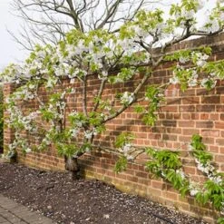 Sunburst Cherry Tree -Bloom And Harvest sunburstfantrained