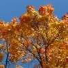 Canadian Red Maple Tree | Acer Rubrum -Bloom And Harvest tree g1b06a1ed3 1920