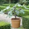 UK Hardy Fig Tree | 'Brown Turkey' -Bloom And Harvest turnkey brown fig