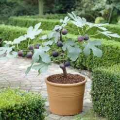 The 3 Best Fruits To Grow In Pots | Nectarine, Fig & Blueberry -Bloom And Harvest turnkey brown fig de6d1d23 89b0 44cf 8746 f13eb9b3e648