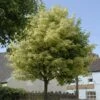 Variegated Norway Maple Tree | Acer Platanoides 'Drummondii' 1 Variegated Norway Maple Tree | Acer Platanoides 'Drummondii' -Bloom And Harvest vami08289