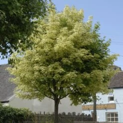 Variegated Norway Maple Tree | Acer Platanoides 'Drummondii'