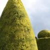 Golden Leyland Cypress | Cupressocyparis Leylandii 'Castlewellan Gold' -Bloom And Harvest vami10133