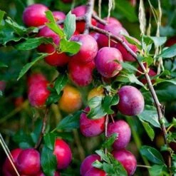 Award Winning Patio Fruit Tree Collection | Cherry, Pear & Plum | Growers' Choice -Bloom And Harvest victoria plum tree 2