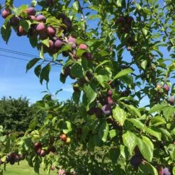 Victoria Plum Tree -Bloom And Harvest victoriaplumbranch