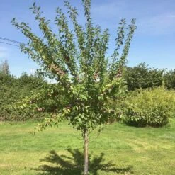 Victoria Plum Tree -Bloom And Harvest victoriaplumyoungtree 1