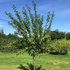 3 Super Easy To Grow Fruit Trees | Apple, Fig & Plum -Bloom And Harvest victoriaplumyoungtree 374b3197 2b25 4629 951c 4dbfc0e4e568