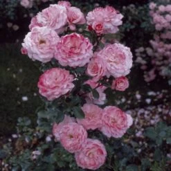 'Sexy Rexy' Floribunda Rose -Bloom And Harvest vima05159 sexy rexy