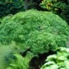 Green Weeping Japanese Maple Tree | Acer Palmatum 'Dissectum Viride' 2 Green Weeping Japanese Maple Tree | Acer Palmatum 'Dissectum Viride' -Bloom And Harvest viride 1
