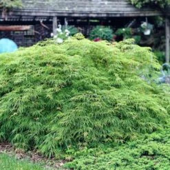 Green Weeping Japanese Maple Tree | Acer Palmatum 'Dissectum Viride' -Bloom And Harvest viride 3