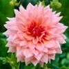 Dahlia Otto's Thrill -Bloom And Harvest visi09266 otto 89170a8e d419 4f15 b385 6607f145e7e6