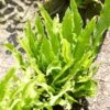 Narrow Buckler Fern | Phyllitis Angustifolia -Bloom And Harvest visi101728