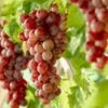 'Crimson Seedless' Grape Vine 2 'Crimson Seedless' Grape Vine -Bloom And Harvest visi10335 page