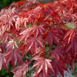 Red Japanese Maple Tree | Acer Palmatum 'Red Emperor'