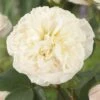 'Joie De Vivre' Floribunda Rose -Bloom And Harvest visi116095 joie de vivre