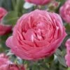 'Flora Colonia' Shrub Rose -Bloom And Harvest visi116236 flora colonia
