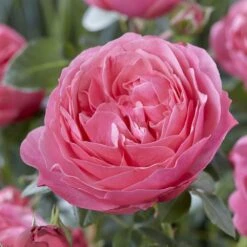 Shrub Rose Collection | Roses For The Border -Bloom And Harvest visi116236 flora colonia 1087da04 85f5 4cfd b3a0 dff6f6c75c2f