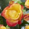 'Little Sunset' Patio Shrub Rose 1 'Little Sunset' Patio Shrub Rose -Bloom And Harvest visi116299 little sunset