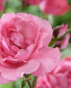 'Palace Tabor' Patio Shrub Rose -Bloom And Harvest visi116302 tabor