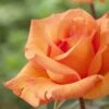 'Scent From Heaven' Climbing Rose -Bloom And Harvest visi116444 scent from heaven