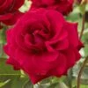 'Lucky Stars' Patio Shrub Rose -Bloom And Harvest visi116453 lucky stars