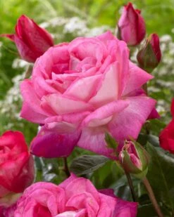 'Patio Hit Dafne' Patio Shrub Rose -Bloom And Harvest visi116548 dafne