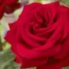 'Joyful Birthday' Hybrid Tea Rose -Bloom And Harvest visi129388 joyful birthday