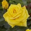 'Korresia' Floribunda Rose -Bloom And Harvest visi129436 koressia