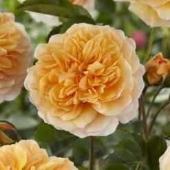 'Duchess Of Cornwall' Hybrid Tea Rose -Bloom And Harvest visi129478 duchess