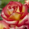 'Firebird' Floribunda Rose 1 'Firebird' Floribunda Rose -Bloom And Harvest visi129505 firebird