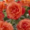 'Lady Love' Hybrid Tea Rose -Bloom And Harvest visi129527 lady love