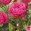 'Thank You' Groundcover Rose -Bloom And Harvest visi129805 thank you