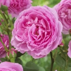 'Pink Martini' Hybrid Tea Rose -Bloom And Harvest visi129959 pink martini