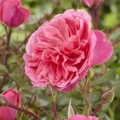 'Pure Poetry' Hybrid Tea Rose -Bloom And Harvest visi130078 pure poetry
